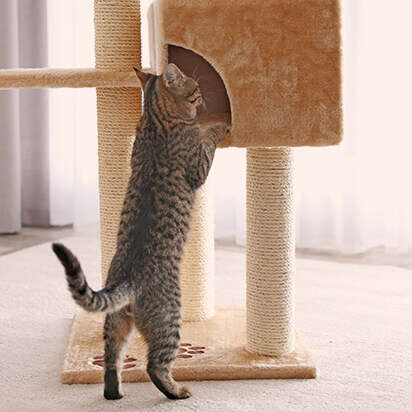 katzenzubehoer bubblenavibild